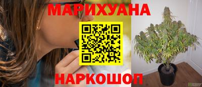 прущие грибы Будённовск